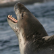 Illustration for article titled Seal Poop Thumb Drive Mystery (Partially) Solved as Owner Steps Forwardem/emem/emem/emem/emem/emem/emem/emem/emem/em